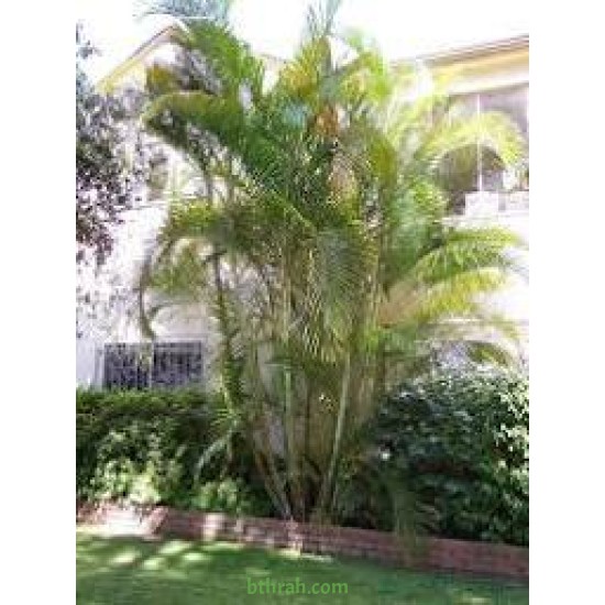 بذور الاريكا الصفراء Areca Palm