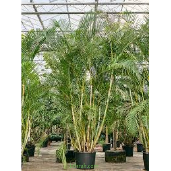 بذور نخيل الاريكا الصفراء Areca Palm