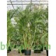بذور نخيل الاريكا الصفراء Areca Palm