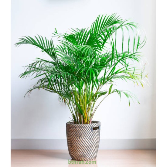بذور نخيل الاريكا الصفراء Areca Palm