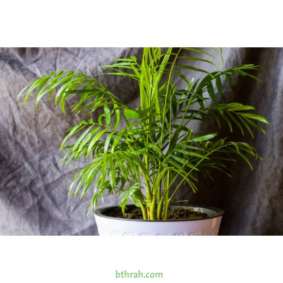 بذور نخيل الاريكا الصفراء Areca Palm