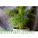 بذور نخيل الاريكا الصفراء Areca Palm