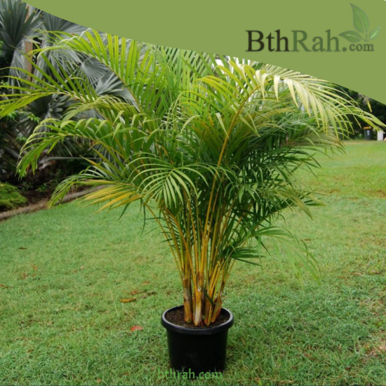 بذور الاريكا الصفراء Areca Palm