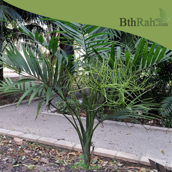 بذور نخيل الشاميدوريا Chamaedorea elegans