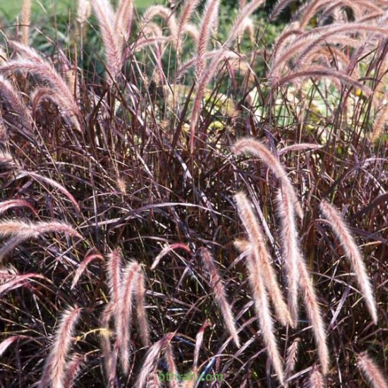 بذور نبات الحلفا الحمراء (عشبة النافورة) – Pennisetum setaceum