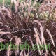 بذور نبات الحلفا الحمراء (عشبة النافورة) – Pennisetum setaceum