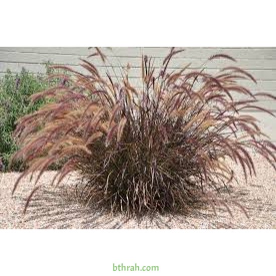 بذور نبات الحلفا الحمراء (عشبة النافورة) – Pennisetum setaceum
