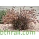 بذور نبات الحلفا الحمراء (عشبة النافورة) – Pennisetum setaceum