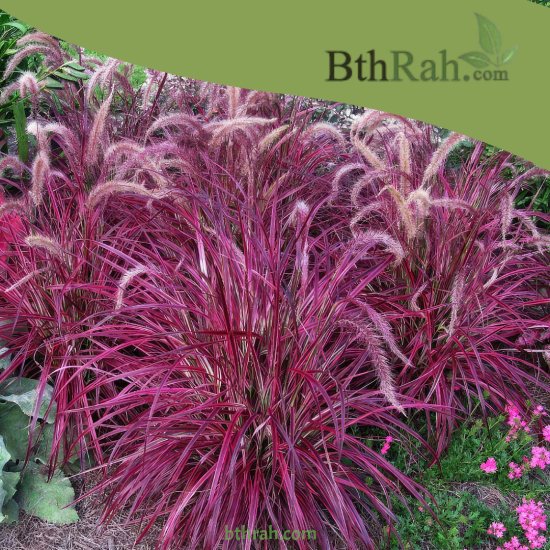 بذور نبات الحلفا الحمراء (عشبة النافورة) – Pennisetum setaceum