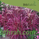 بذور نبات الحلفا الحمراء (عشبة النافورة) – Pennisetum setaceum
