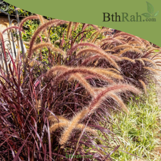 بذور الحلفا الحمراء (عشبة النافورة) – Pennisetum setaceum