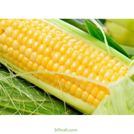 بذور الذرة الجيزانية - Zea mays بذور الذرة الجيزانية - Zea mays