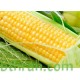 بذور الذرة الجيزانية - Zea mays بذور الذرة الجيزانية - Zea mays