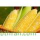 بذور الذرة الجيزانية - Zea mays بذور الذرة الجيزانية - Zea mays