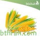 بذور الذرة الجيزانية - Zea mays بذور الذرة الجيزانية - Zea mays