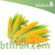بذور الذرة الجيزانية - Zea mays بذور الذرة الجيزانية - Zea mays
