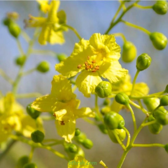 بذور شجرة السيرسيديوم Cercidium floridum