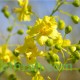 بذور شجرة السيرسيديوم Cercidium floridum
