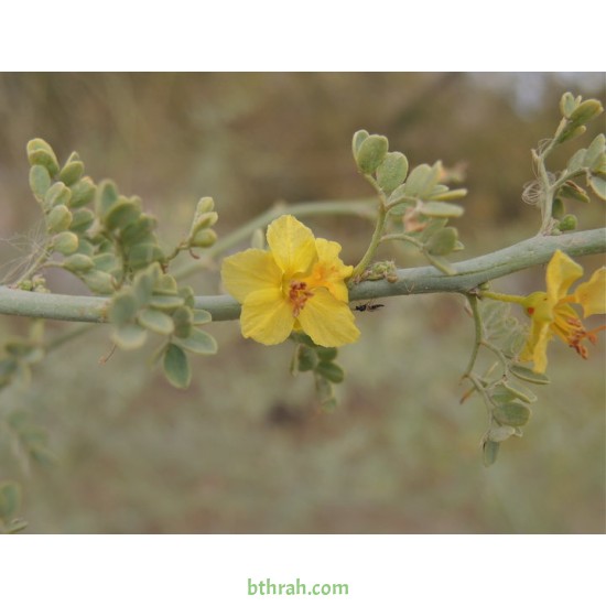 بذور شجرة السيرسيديوم Cercidium floridum