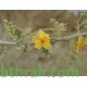 بذور شجرة السيرسيديوم Cercidium floridum