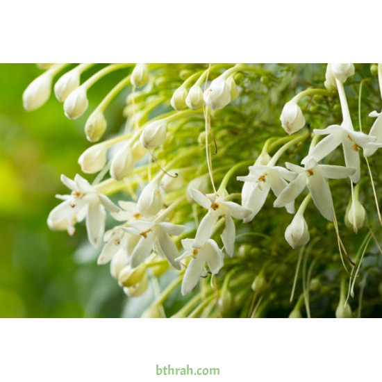 بذور شجرة الملنجتونيا Millingtonia hortensis