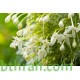 بذور شجرة الملنجتونيا Millingtonia hortensis