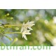 بذور شجرة الملنجتونيا Millingtonia hortensis