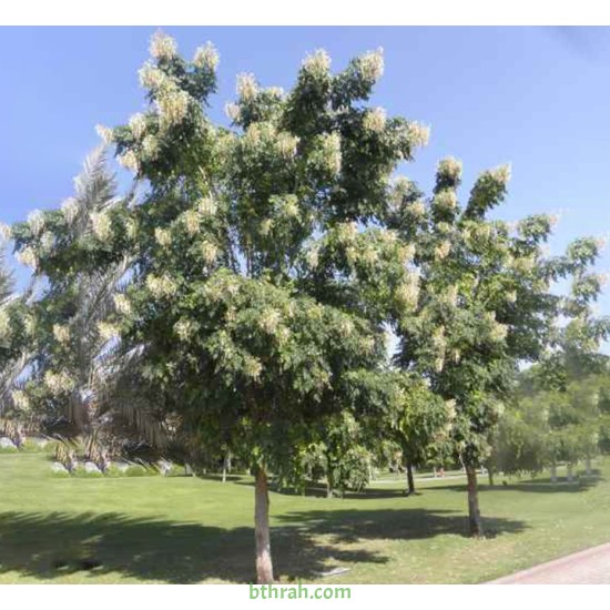 بذور شجرة الملنجتونيا Millingtonia hortensis