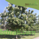 بذور شجرة الملنجتونيا Millingtonia hortensis