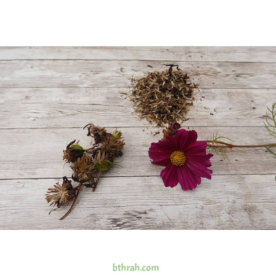بذور أزهار الكوزموس Cosmos bipinnatus