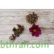 بذور أزهار الكوزموس Cosmos bipinnatus