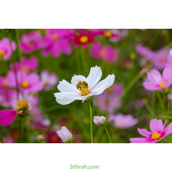 بذور أزهار الكوزموس Cosmos bipinnatus