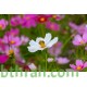 بذور أزهار الكوزموس Cosmos bipinnatus