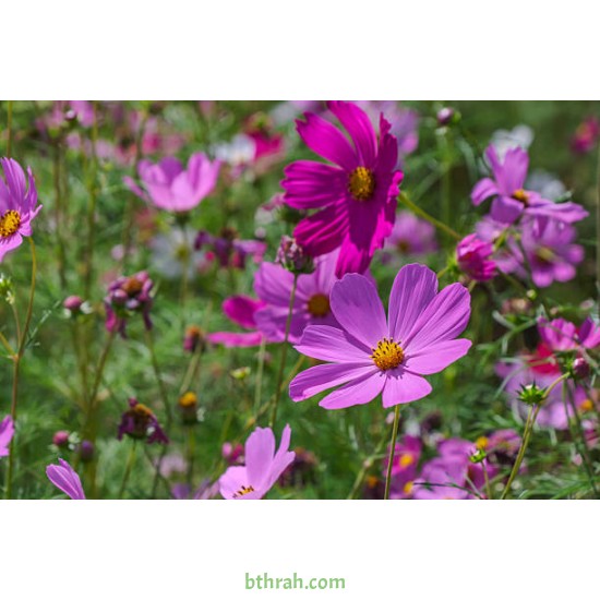 بذور أزهار الكوزموس Cosmos bipinnatus