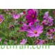 بذور أزهار الكوزموس Cosmos bipinnatus