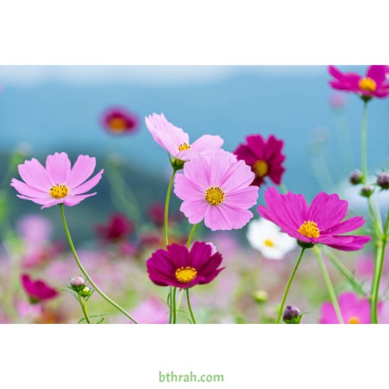 بذور أزهار الكوزموس Cosmos bipinnatus