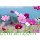 بذور أزهار الكوزموس Cosmos bipinnatus