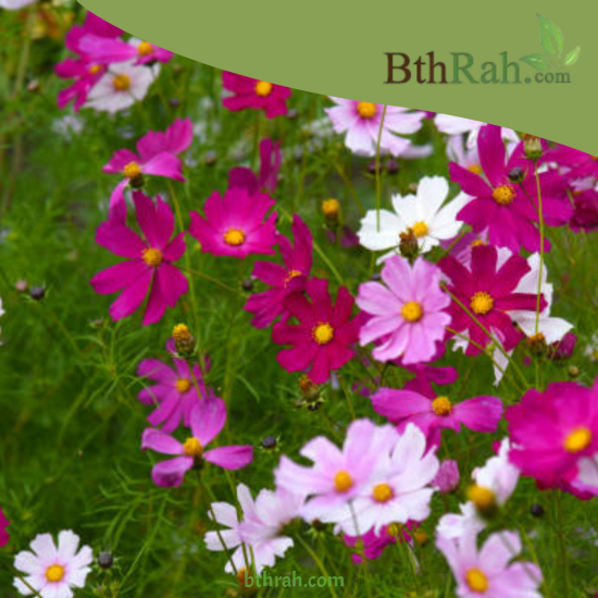 بذور أزهار الكوزموس Cosmos bipinnatus