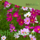 بذور أزهار الكوزموس Cosmos bipinnatus