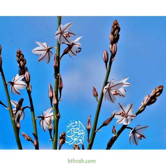 بذور نبات البروق (Asphodelus tenuifolius)