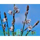 بذور نبات البروق (Asphodelus tenuifolius)