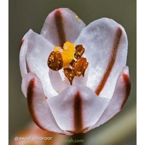 بذور نبات البروق (Asphodelus tenuifolius)