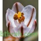 بذور نبات البروق (Asphodelus tenuifolius)