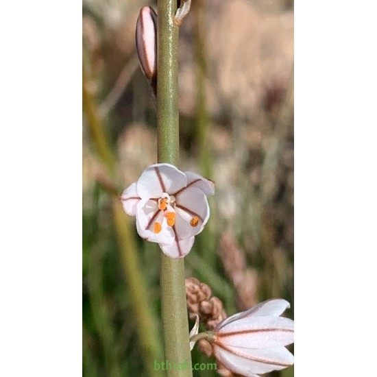 بذور نبات البروق (Asphodelus tenuifolius)
