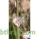بذور نبات البروق (Asphodelus tenuifolius)