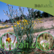 بذور نبات البروق (Asphodelus tenuifolius)