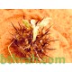 بذور عشبة السعدان Neurada procumbens