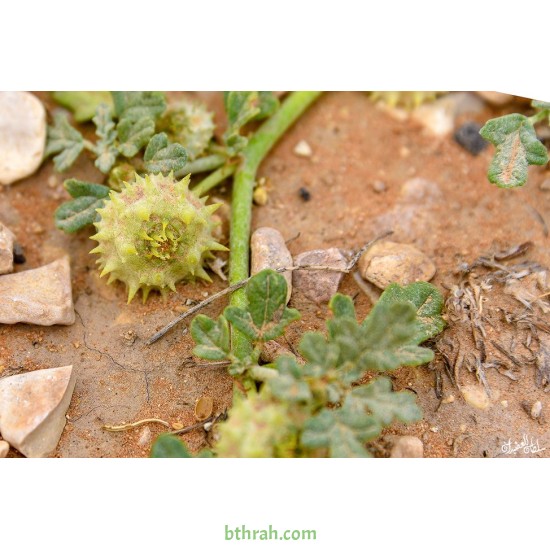 بذور عشبة السعدان Neurada procumbens