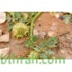 بذور عشبة السعدان Neurada procumbens