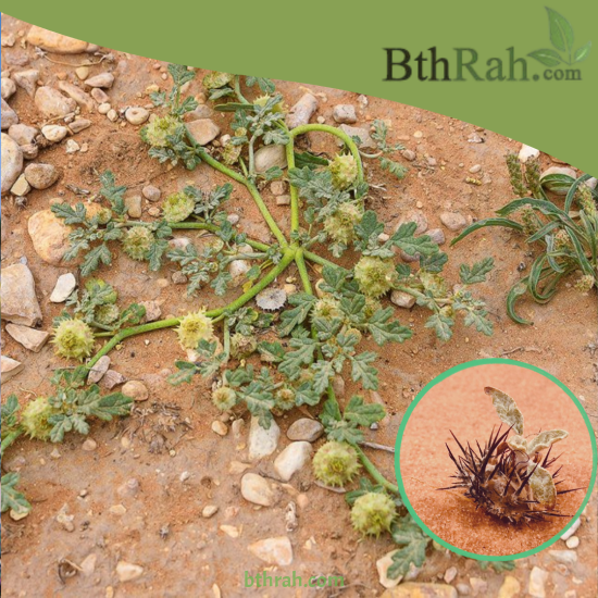 بذور عشبة السعدان Neurada procumbens